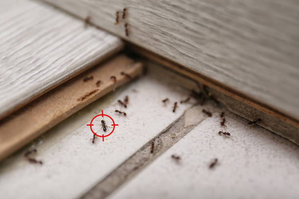 Flea Control Services in St Augustine, FL