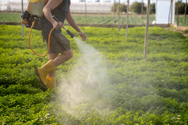 Best Pest Inspection Near Me  in St Augustine, FL
