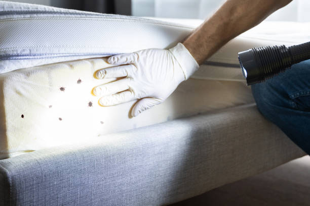 Best Pest Removal Services  in St Augustine, FL