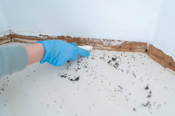 Pest Control Cost in St Augustine, FL