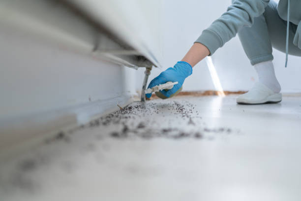 Best Termite Control Services  in St Augustine, FL