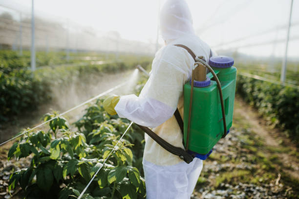 Best Wasp Removal Services  in St Augustine, FL